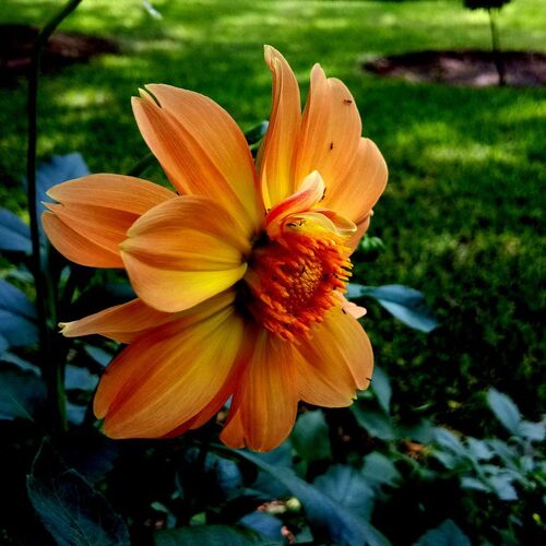 Floral Colours