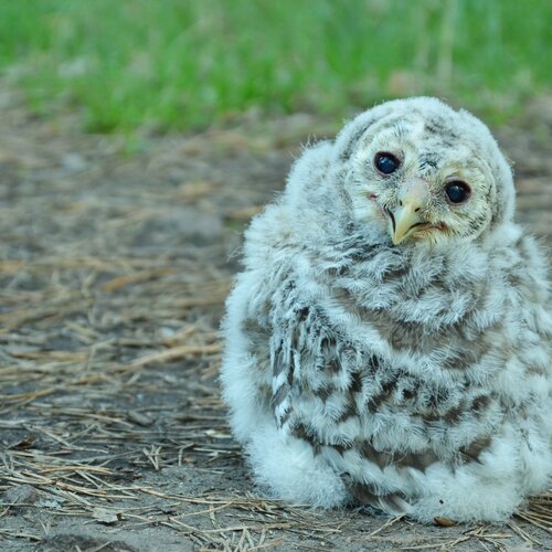 Owlet