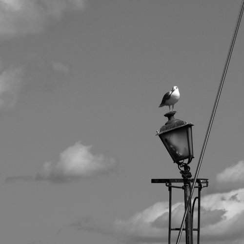 observer