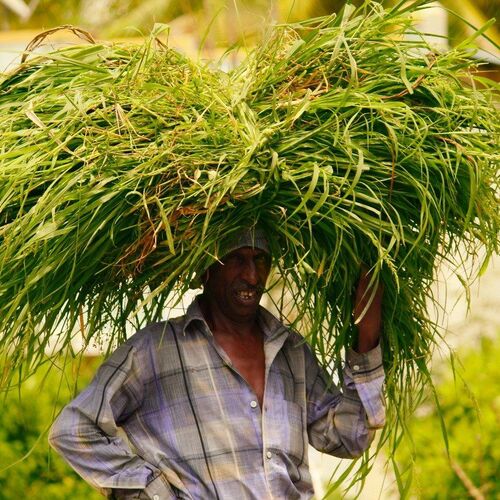 Farmer's life