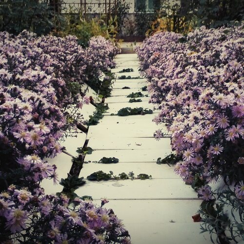 Flower garden
