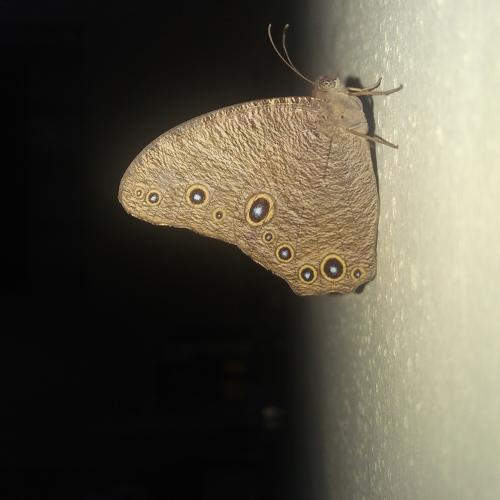 Yellow - Black Butterfly