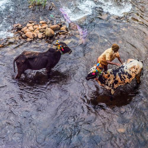 Bath on Bull