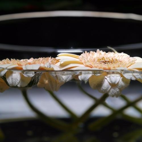 Photo #2004425