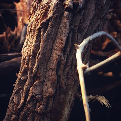 Wood