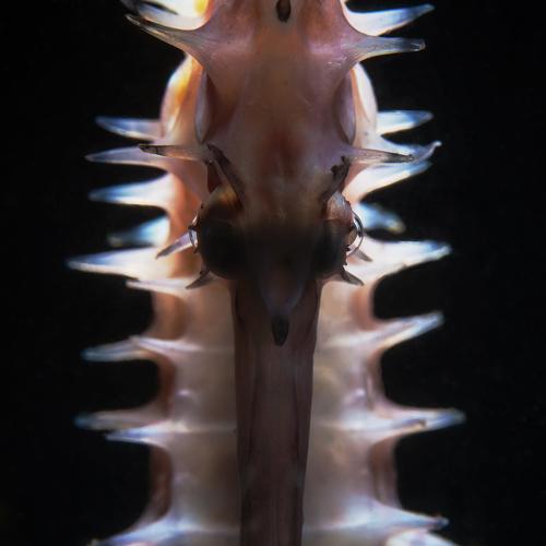 Photo #2004459