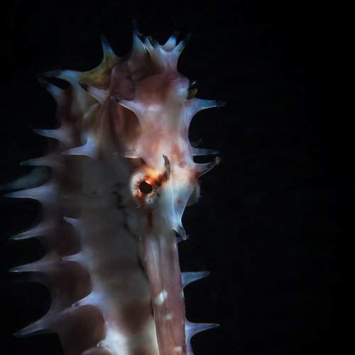Seahors