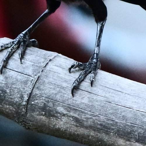 Photo #2004594