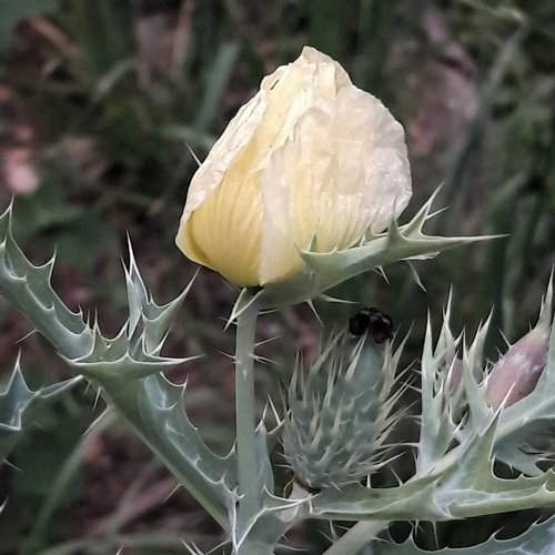 Prickly poppy