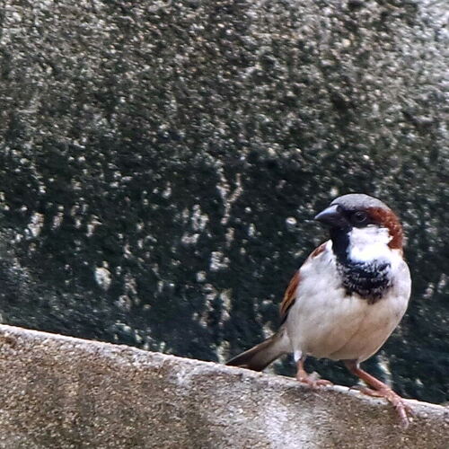 Photo #2004614