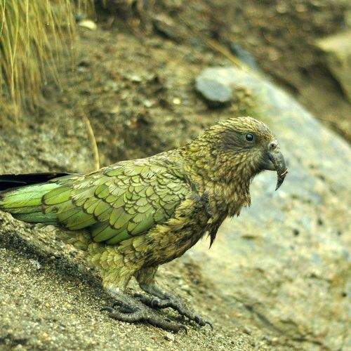 Kea parrot