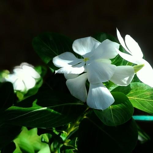 White flower _ india