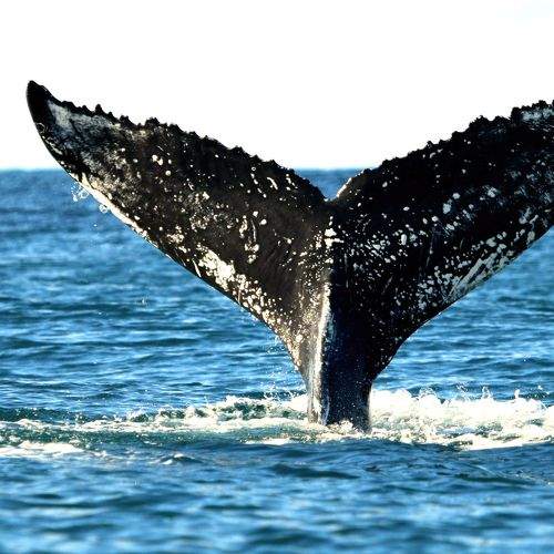 Humpback whale fin