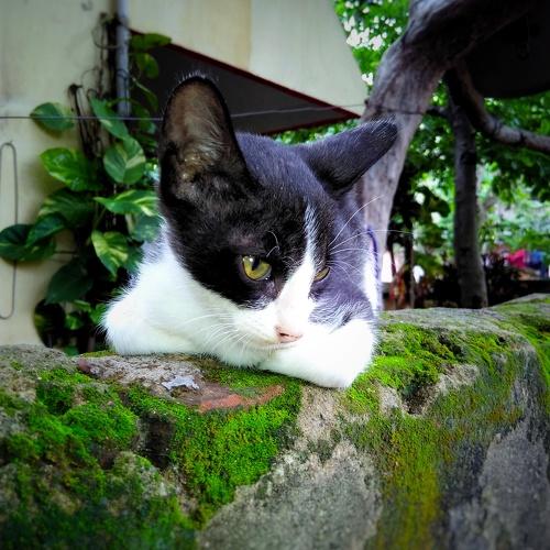 Cute cat _india