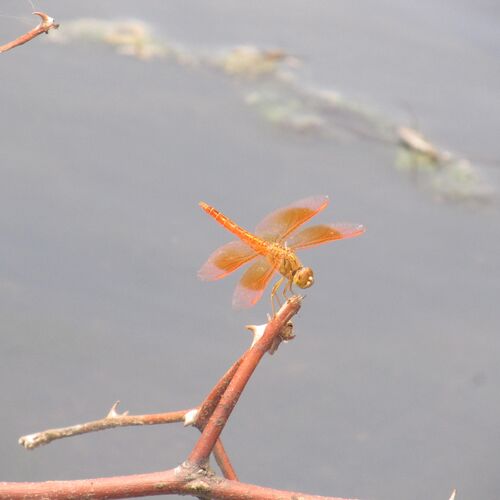 Dragon Fly