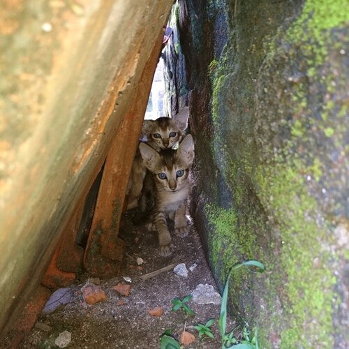 Meow..