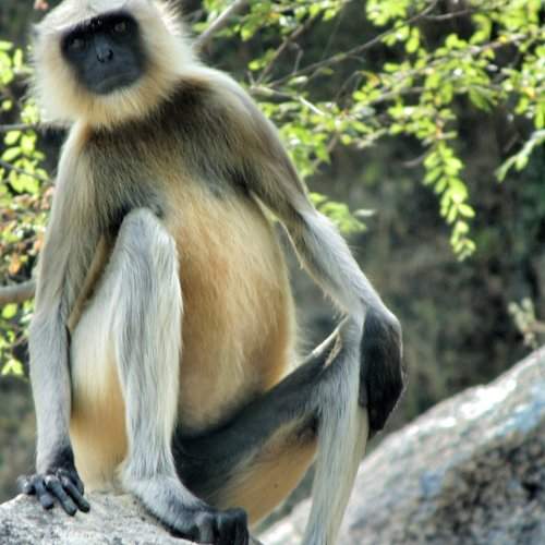 Monkey