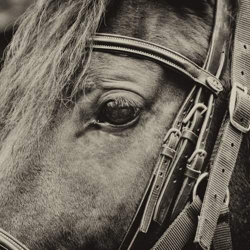 Photo #2006356