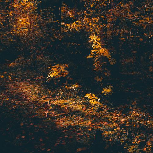 Photo #2007097
