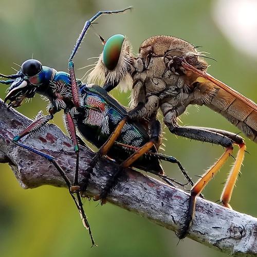 Robber Fly vs Tiger Beetle