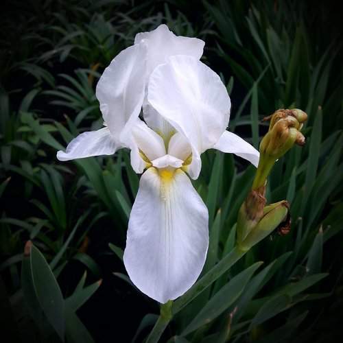 White Iris