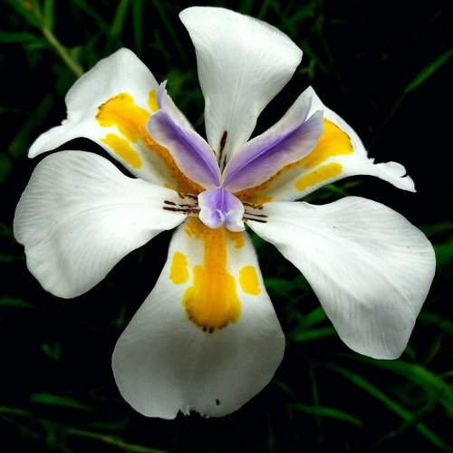 Colored Iris