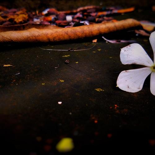 A fallen flower......