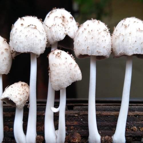 Mushroom