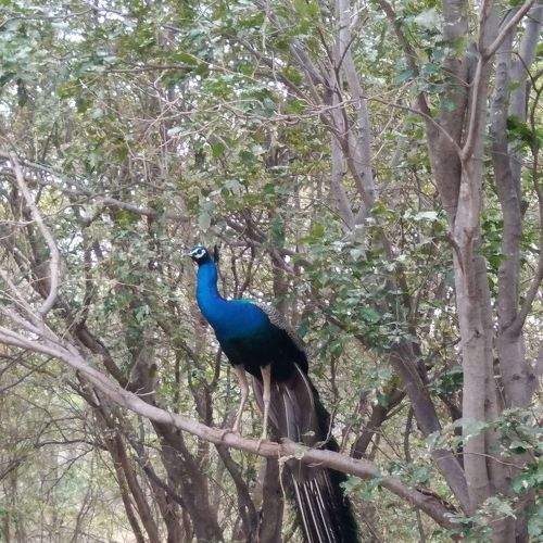 peacock
