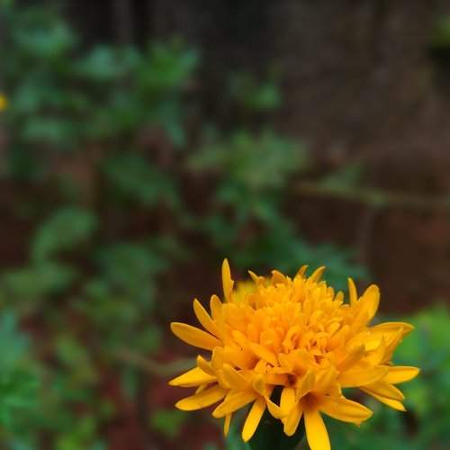 Yellow stone