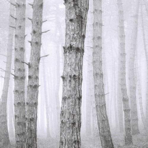 "Landscape in the mist"
