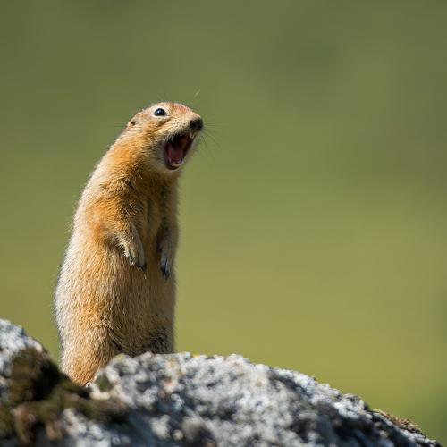 Arctic ground squirrel