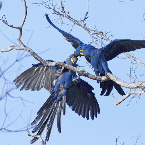 Blue beauties