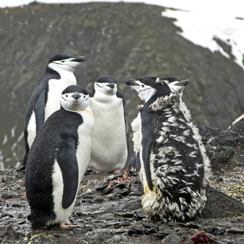 Chinstrap chicks