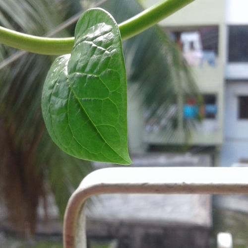Life Of A Green