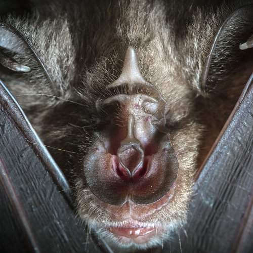 Портрет большого подковоноса (Rhinolophus ferrumequinum)