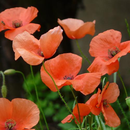 poppies field