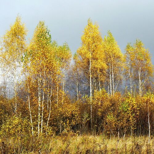 Возле дороги