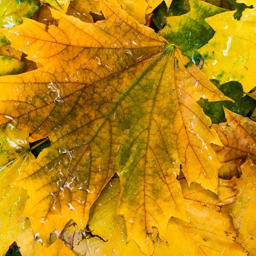 colors of autumn 2