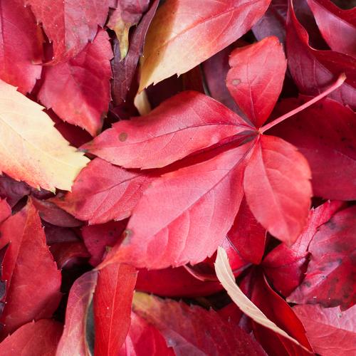 colors of autumn 3