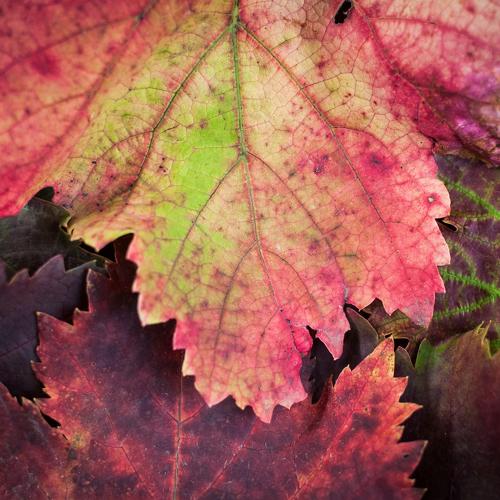 colors of autumn 4