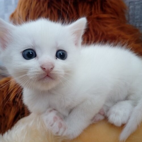 « Котик »