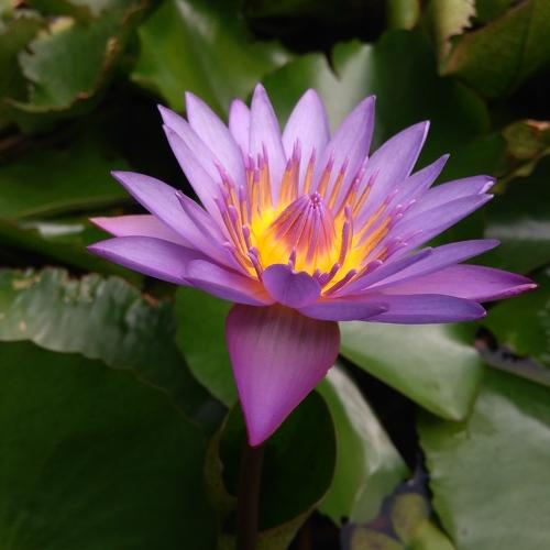 Purple Lotus