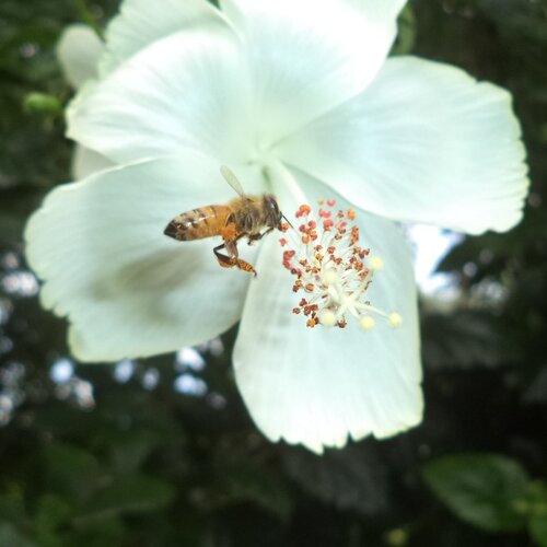 Nature's Fan
