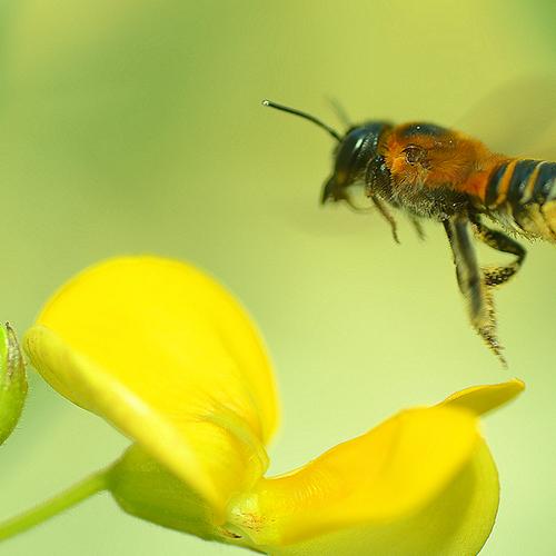 Honey Hunter
