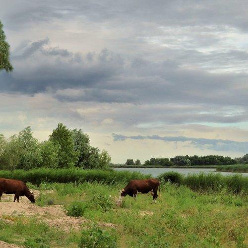 Донской пастораль.