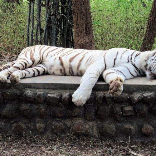 WHITE BABY TIGER