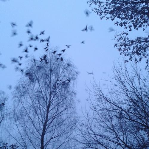 Птицы-символ свободы