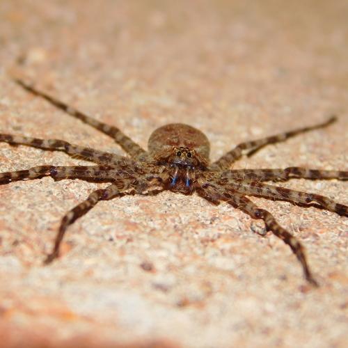 Spider