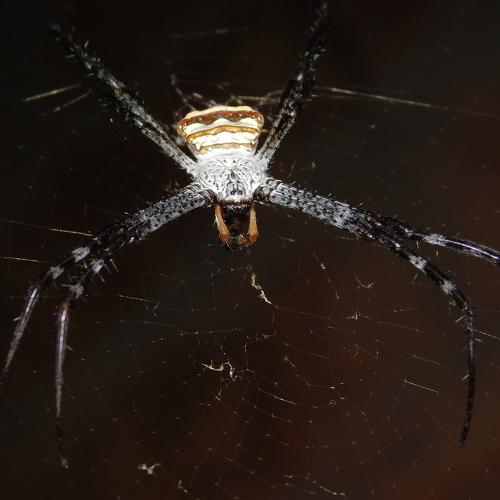 Spidy